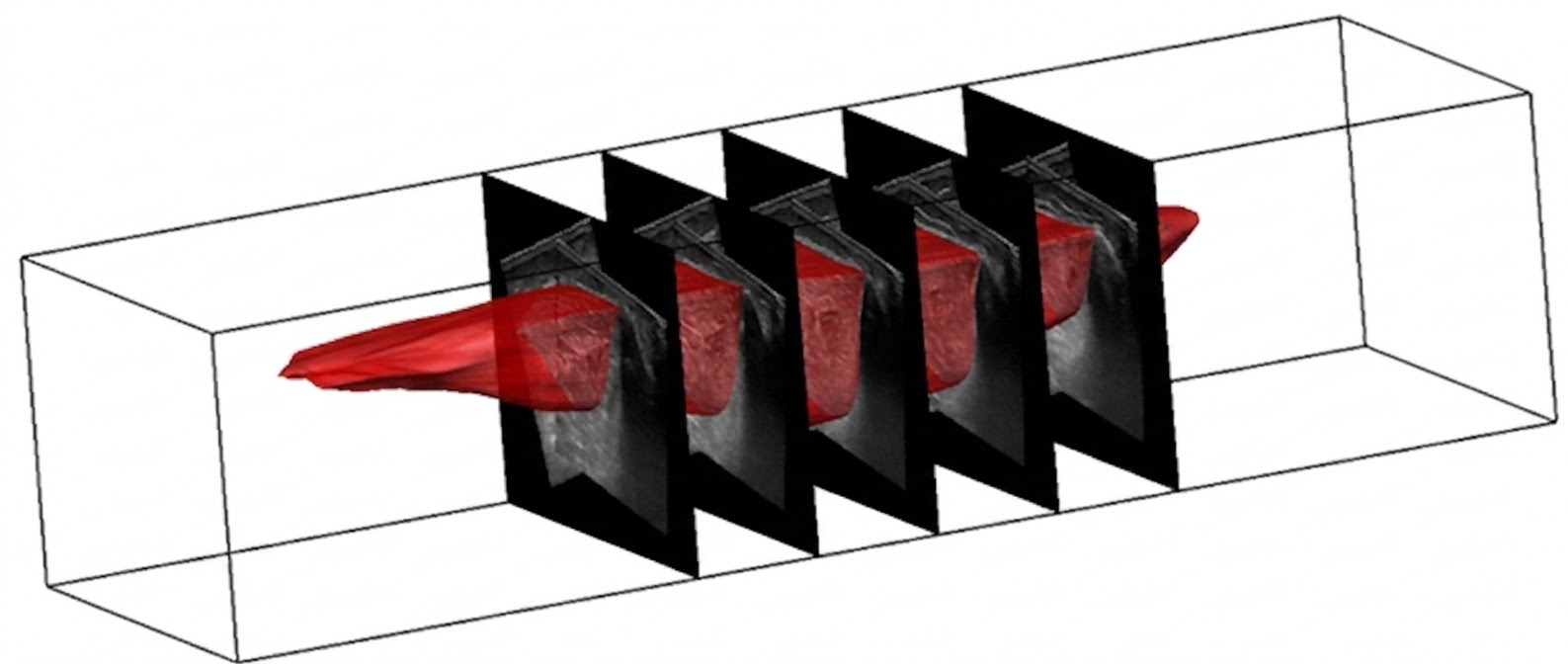 Muscle morphology and mechanical properties - 1