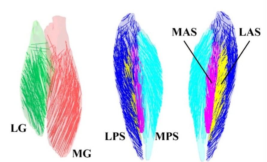 Muscle morphology and mechanical properties - 2